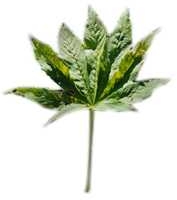 Marijuana Leaf