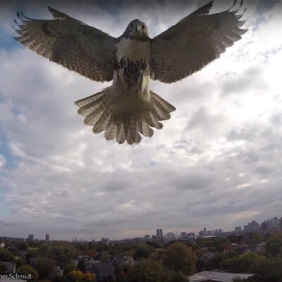 Photo of hawk knocking drone out of sky