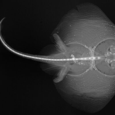 X-ray image of stingray animal