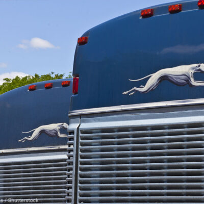 Greyhound Busses