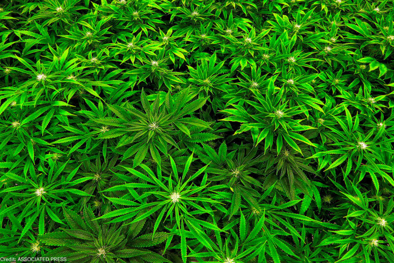 Marijuana clones are monitored inside the "Vegetative Room" at the Ataraxia medical marijuana cultivation center in Albion, Ill.